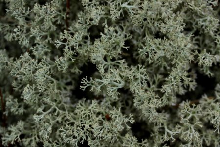 lichen background photo