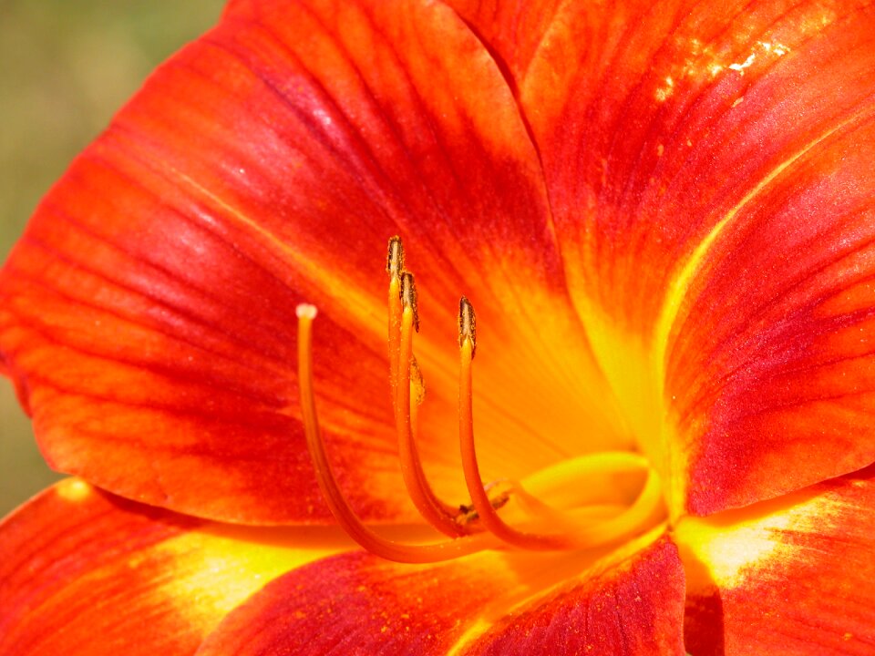 Nature natural summer