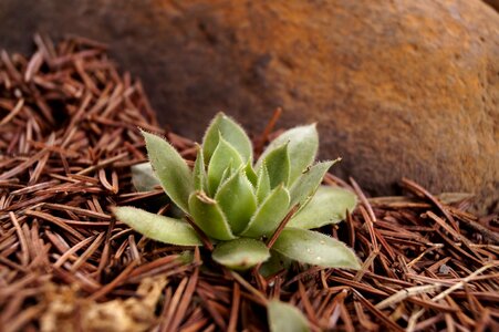 Stone pine-needle garden