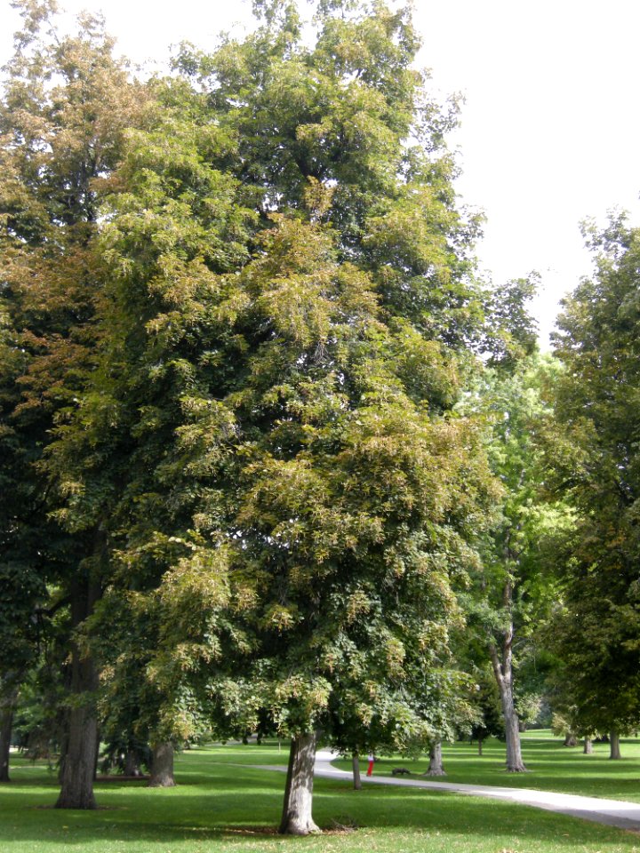 LindenFoliageStudy2016 Tree CH1a