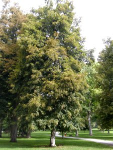 LindenFoliageStudy2016 Tree CH1a