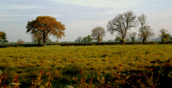 Cheshire's Countryside