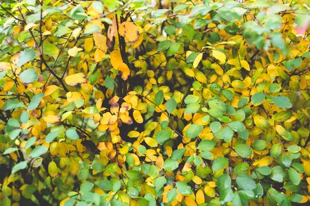 Fall little many