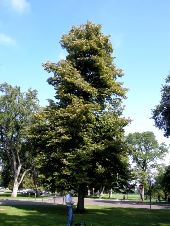 LindenFoliageStudy2016 Tree WP3a
