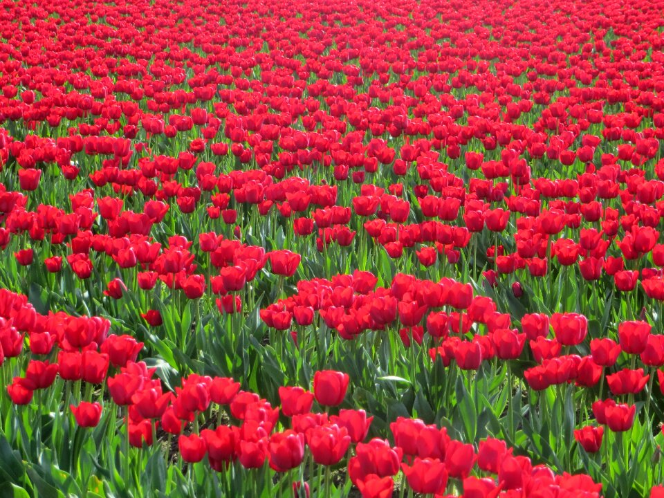 Field spring nature