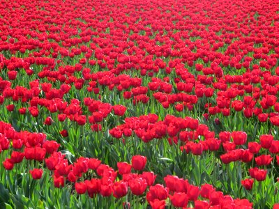 Field spring nature