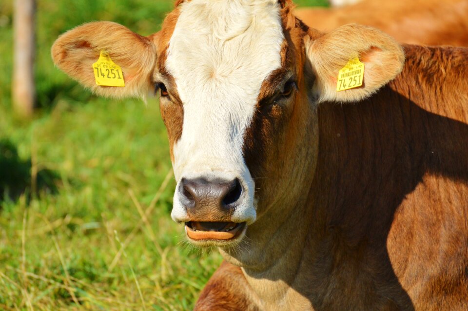 Cute ruminant meadow