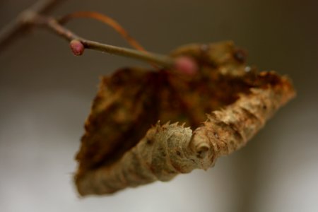 IMG 0985