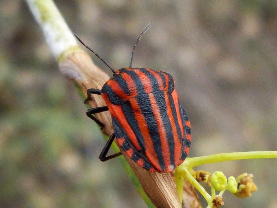 Insect orange nature