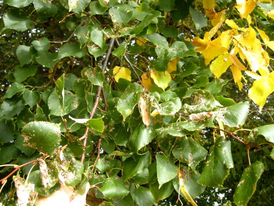 LindenFoliageStudy2016 Tree CH3b
