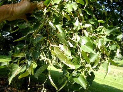 LindenFoliageStudy2016 Tree HG1b