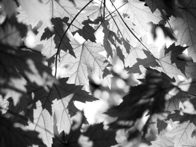 Nature leaf black and white photo