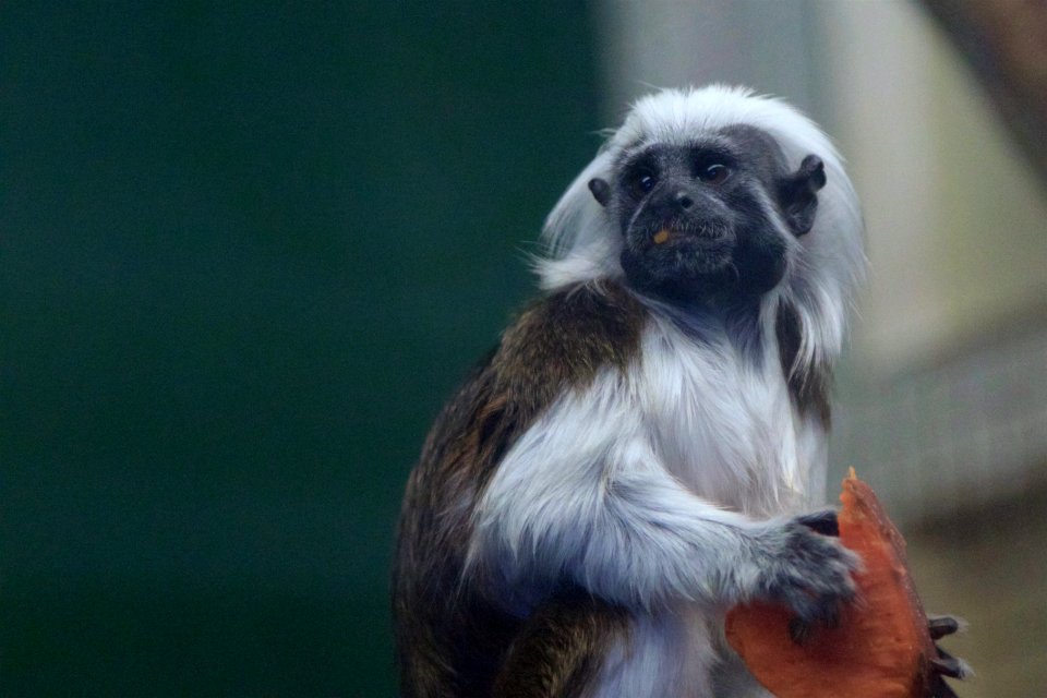 Cotton Top Tamarin