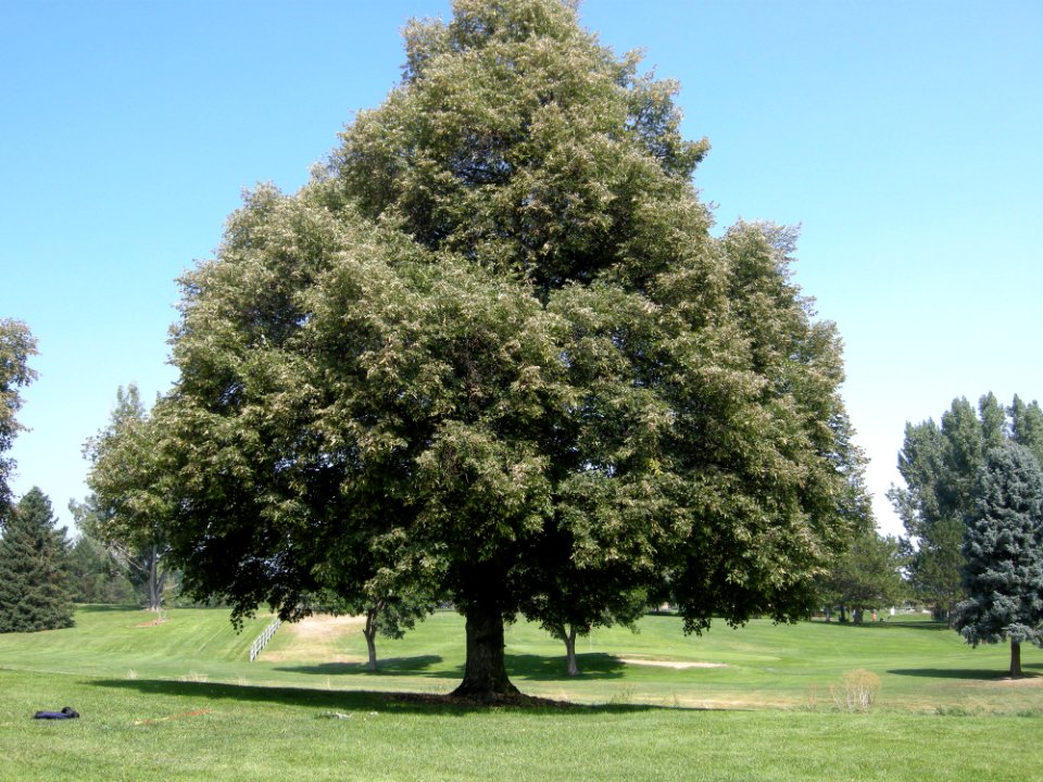 LindenFoliageStudy2016 Tree HG1a
