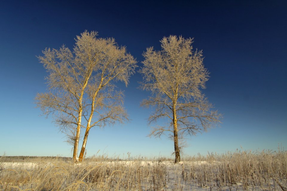frosty day landscape photo