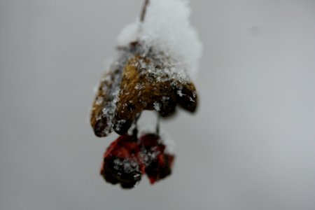 IMG 4250