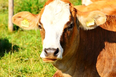 Cute ruminant meadow
