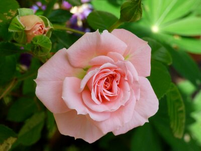Rose garden nature