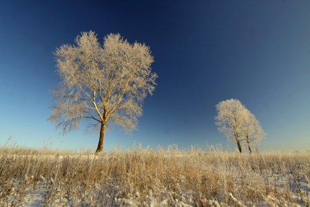 frosty day landscape photo