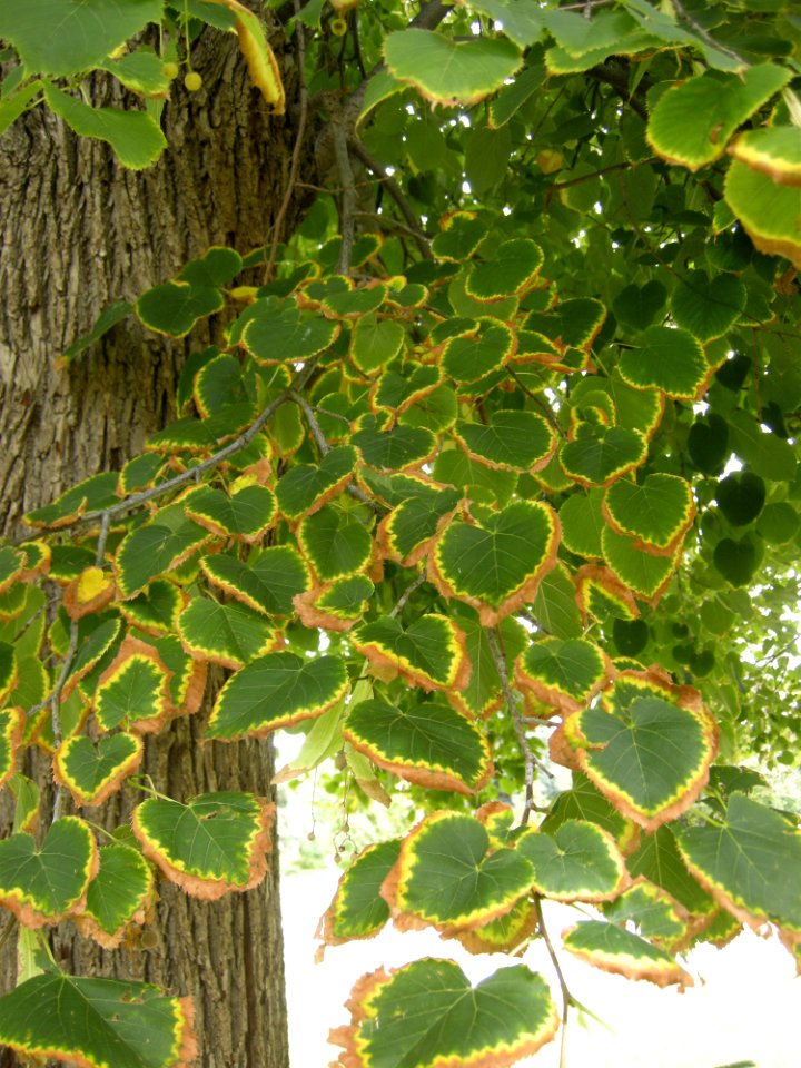 LindenFoliageStudy2016 Tree CY3b