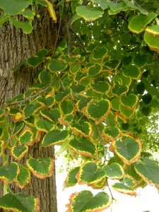 LindenFoliageStudy2016 Tree CY3b