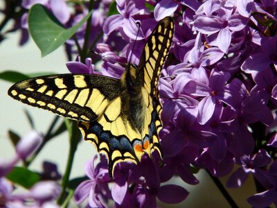 Spring insect lilac