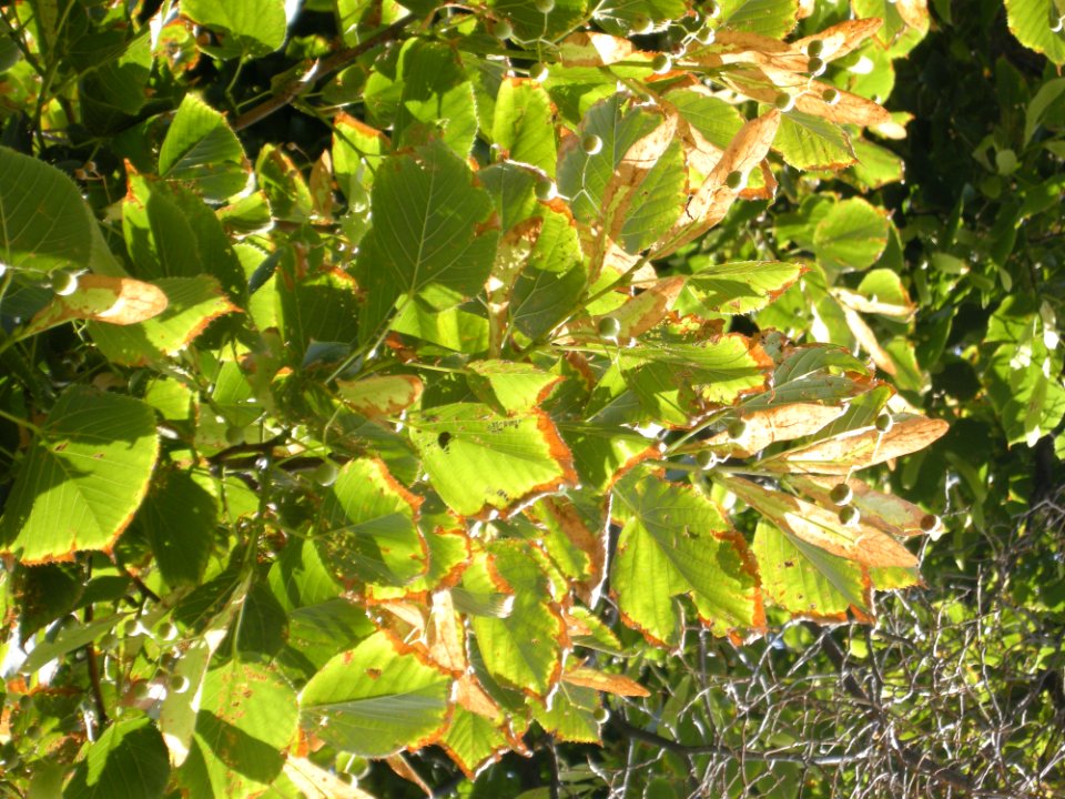 LindenFoliageStudy2016 Tree HG2c