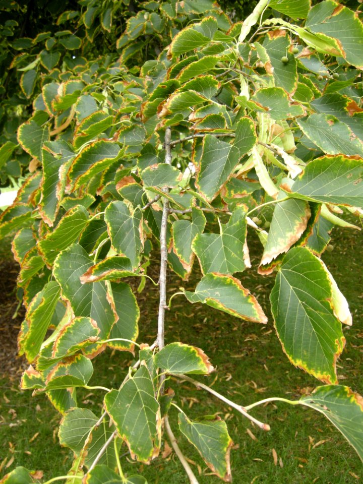 LindenFoliageStudy2016 Tree CY2c