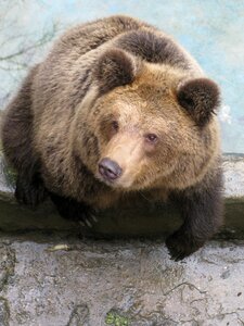 Nature cute wild
