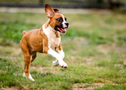 2015 08 19-Puppy Gone Wild-109