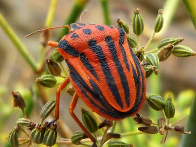 Insect seeds nature