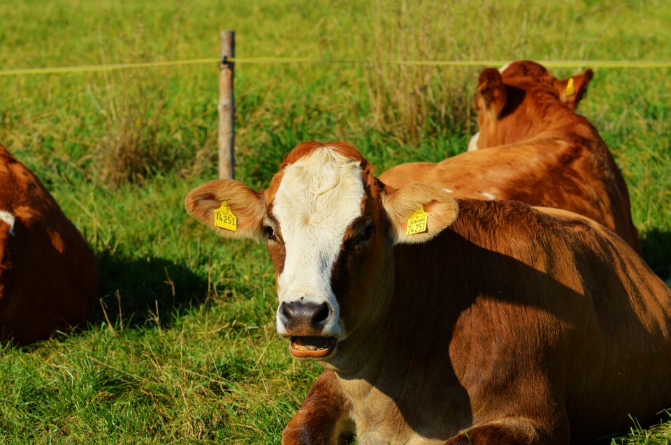 Cute ruminant meadow