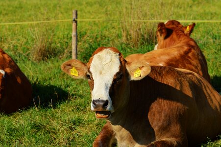 Cute ruminant meadow