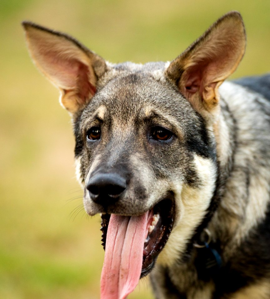 2015 08 19-Puppy Gone Wild-933