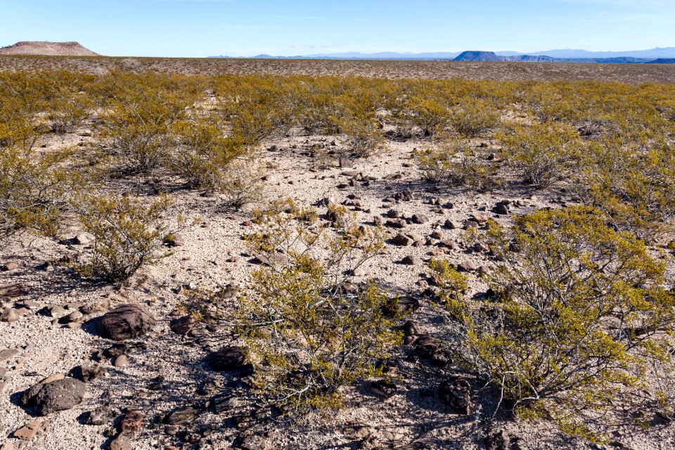 Eastern Sierra de las Uvas