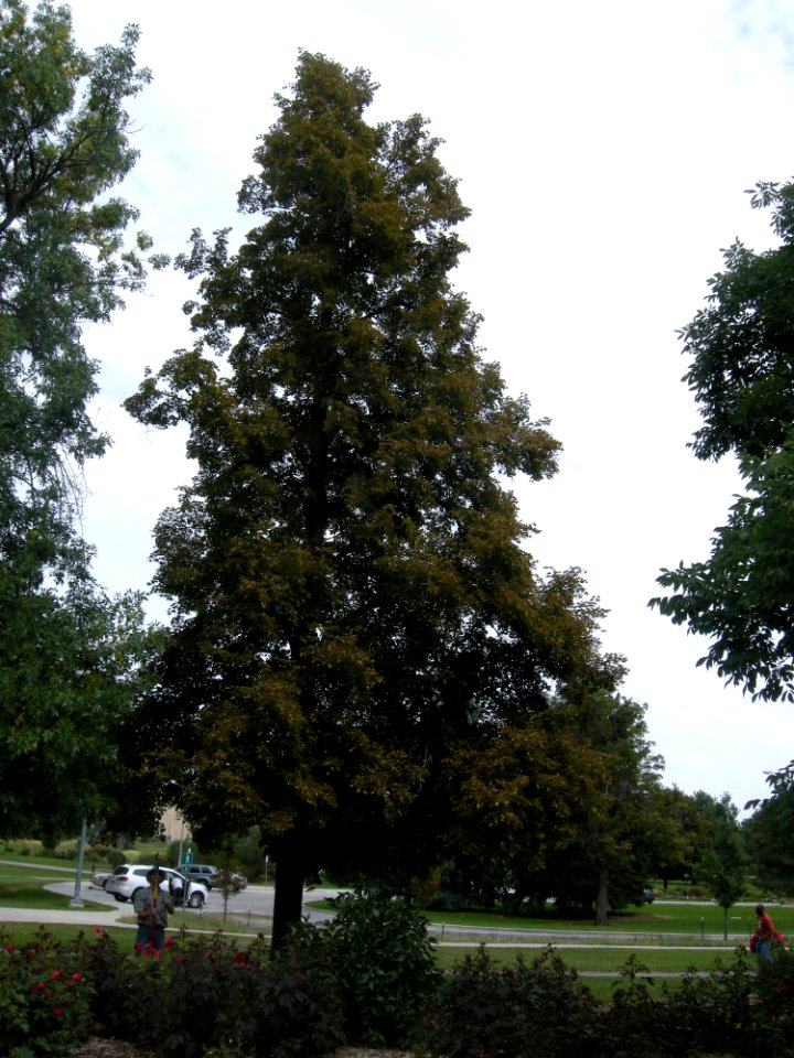 LindenFoliageStudy2016 Tree CY3a