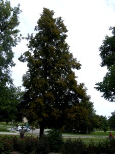 LindenFoliageStudy2016 Tree CY3a