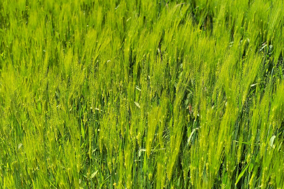 Cereals grain ear