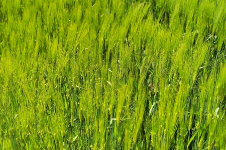 Cereals grain ear