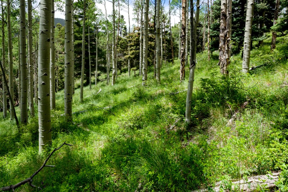 Northeast of Gold Hill