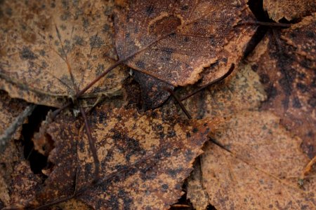 fall leaves background photo