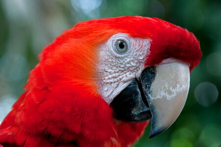 Parrot roso bird