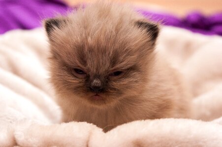 Persians cat baby photo