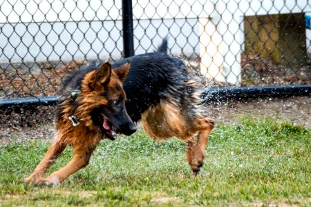 2015 08 19-Puppy Gone Wild-407