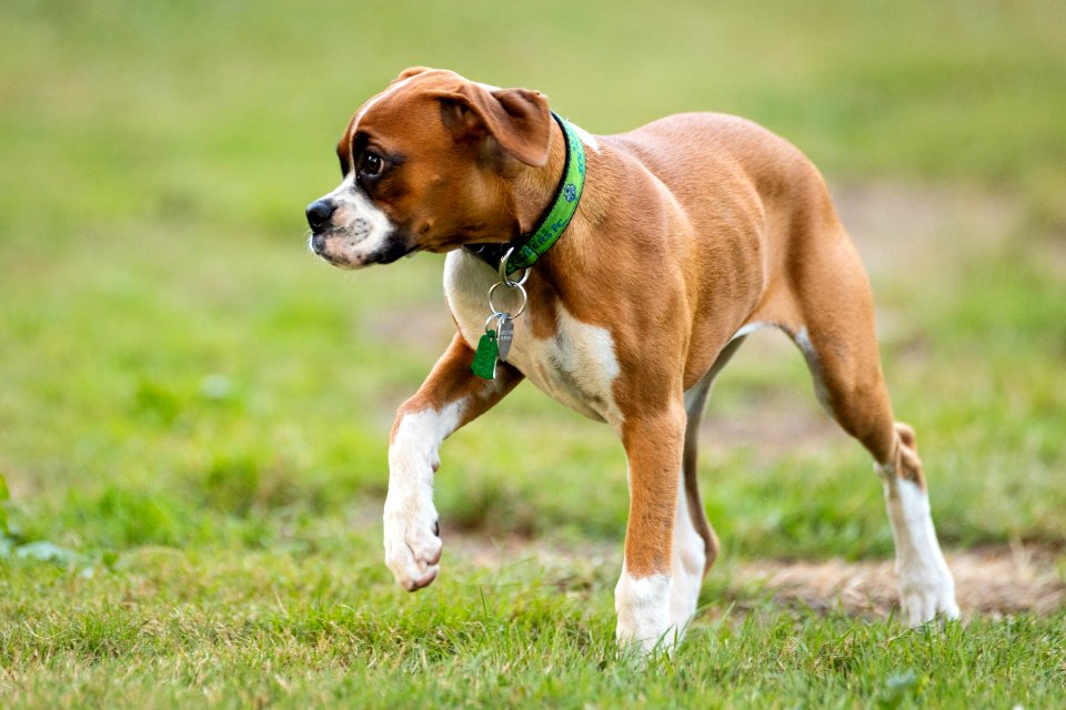 2015 08 19-Puppy Gone Wild-625