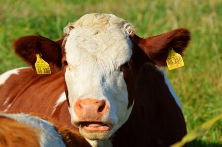 Cute ruminant meadow
