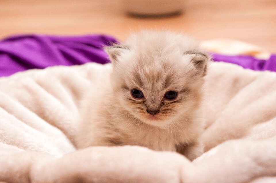 Persians babies kittens