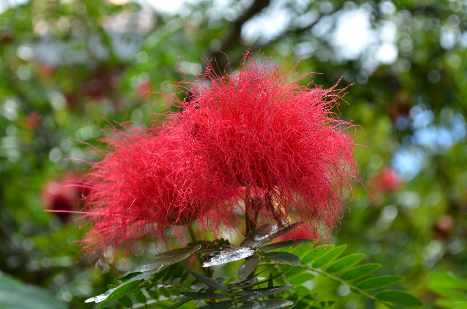 Silk tree beauty plants