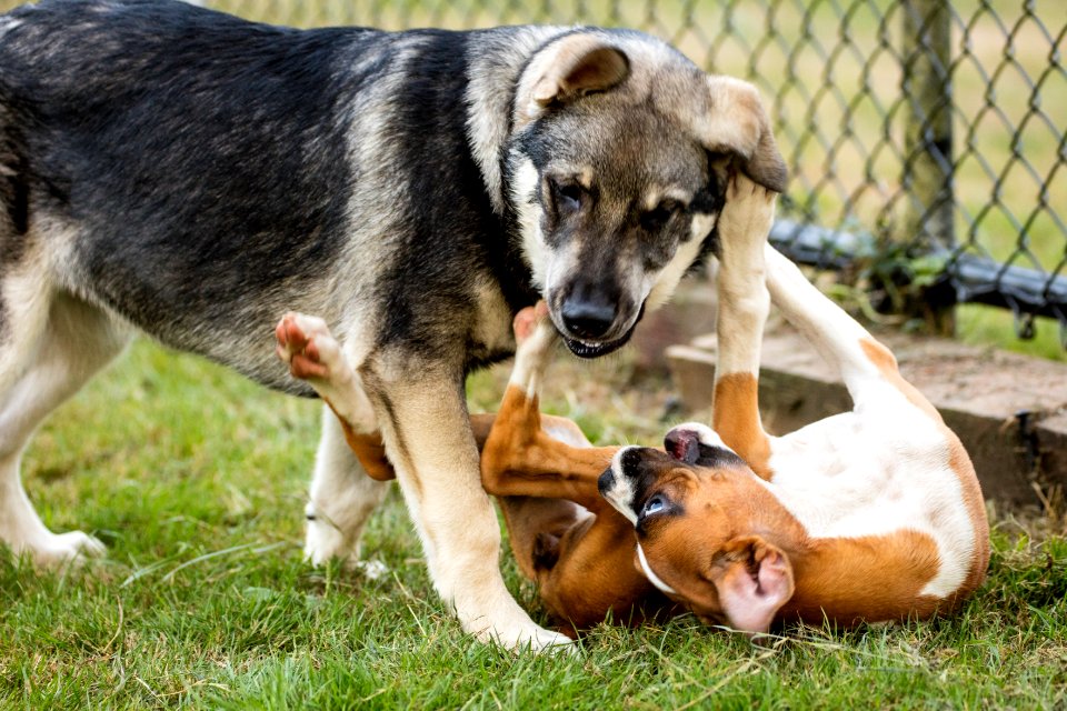 2015 08 19-Puppy Gone Wild-919