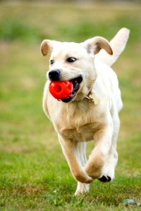 2015 08 19-Puppy Gone Wild-642